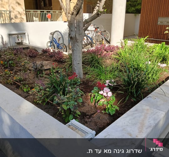 ערוגת פרחים עם צינורות השקיה וטפטפות